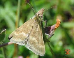 Image result for Pyrausta aerealis