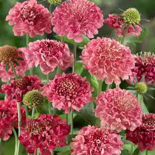 Image result for Scabiosa