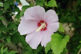 Yes, annuals are a little more work than perennials in terms of planting every year but annual flowers definitely reward you with extended bloom periods and seriously colorful. Hibiscus Syriacus Wikipedia