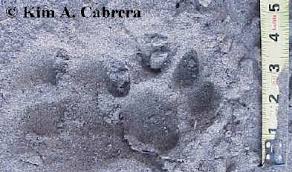 Canine Vs Feline Tracks How To Tell The Difference Between Them It is adapted to diverse habitats from the. canine vs feline tracks how to tell