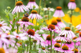 Image result for Echinacea purpurea `Magnus`