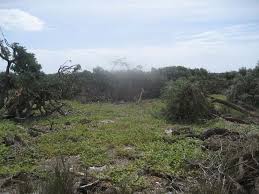 Image result for Sclerodactylon macrostachyum