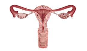 Man spricht hier von einem frühabgang. Vierte Schwangerschaftswoche 4 Ssw Schwangerschaft Net