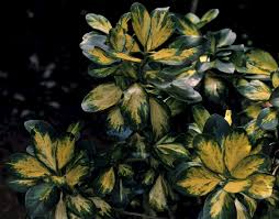 Image result for Corynocarpus