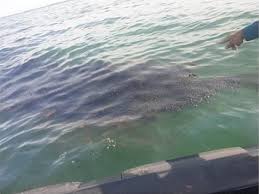 The sri lankan and indian navies had worked jointly over the past days in an attempt to put out the fire and prevent the ship from breaking up and sinking. Mysterious 2km Long Oil Spill Ruins Port Dickson Beach Public Advised To Stay Away Trp