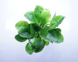 Image result for Ranalisma