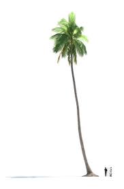 Palm Tree Coconut Tree Man Comparison 3d Model Palm Trees Coconut Tree Tree