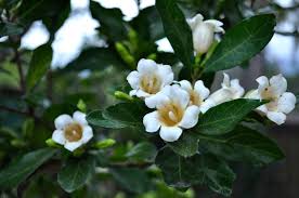 Image result for Rothmannia globosa