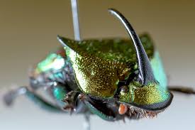 Phanaeus (phanaeus) vindex macleay 1819. Here S What Dung Beetles Can Tell Us About Colorado S Past Present And Future Denverite The Denver Site