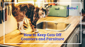 How To Keep Cats Off Counters And Furniture First Time Cat Owner Cat Care Tips Cats