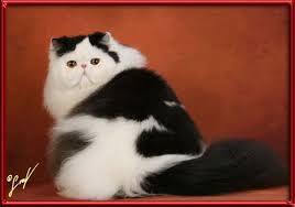 Black And White Persian Cat Black And White Persian Cattery Aarona Persians Beautiful Cats Long Haired Cats Cattery