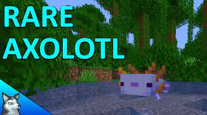 Let's take a look at every. How To Breed The Rare Blue Axolotl In Minecraft 1 17 Youtube