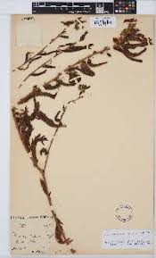 Image result for Chamaecrista fenarolii