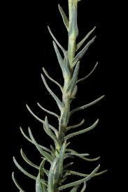 Image result for Wahlenbergia huttonii