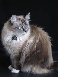Cat Siamese And Maine Coone Siamese Cats Cats Long Haired Cats