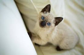 If you're watching tv, they will sit on your lap. Names For Siamese Cats Male And Female Ideas
