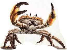 giant hermit crab crabs animal dragon artwork coloriage lettre p graffiti