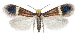 Image result for Stigmella dryadella