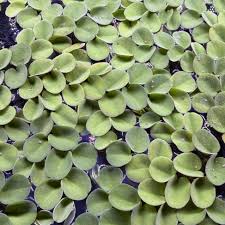 Image result for Salvinia hastata