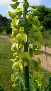 Image result for Crotalaria pallida