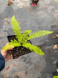 Image result for Dryopteris antarctica