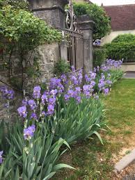 Epingle Sur Fleurs Et Plantes Au Jardin