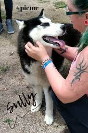 Meet Sully Child Friendly Dogs Animal Shelter Donations California Dog