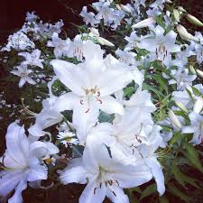 Pin By Michele Riskie On Garden White Flowers White Gardens Flower Garden