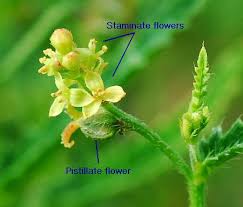 Image result for Tragia rupestris