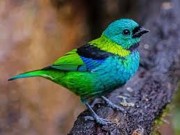 10 Animals That Are More Beautiful Than You In 2020 Niesamowite