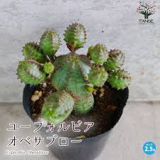 Image result for Euphorbia ramulosa