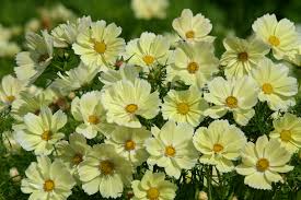 Image result for Cosmos bipinnatus