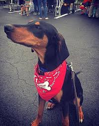 Sixth will be ready to go home dec.twenty second available are: Virginia Beach Va Doberman Pinscher Meet Moo Shu A Pet For Adoption