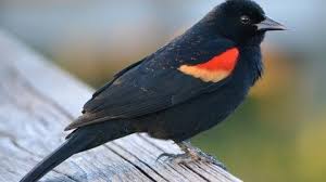 Birds Native To Indiana Ruby Throated Hummingbird Indiana Audubon Society In 2020 Backyard Birds Ruby Throated Hummingbird Black Bird