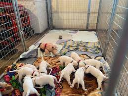 We did not find results for: White Lab Puppies Baber S Texas Hill Country Labs Home Facebook