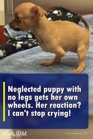 Pets And Domestic Animals Cliparts Pets Or Meat Ethics And Domestic Animals Worksheet For Preschool Wild A Rescue Puppies Dancing Animals Cuddly Animals