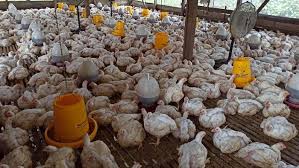 Breeding nya sendiri dimulai sekitar tahun 1916. Jaga Harga Ayam Peternak Minta Hal Ini Ke Pemerintah