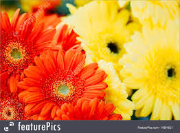 Yellow is an expressive colour and with flowers this is especially the case. Background Beautiful Red And Yellow Daisy Flowers Gerbera