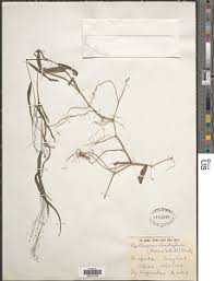 Image result for Danthoniopsis dinteri