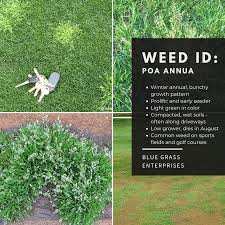Image result for Poa