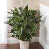 The most common large lucky bamboo material is metal. 1