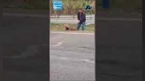 Homem salva onça-parda em rodovia do interior de SP #shorts #JR24H