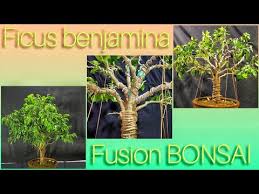 On the street of east 6th street and street number is 225. How To Make Bonsai From Ficus Benjamin Farmer