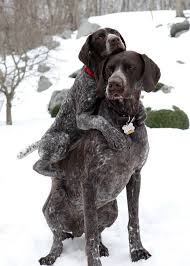 You know a gsp when you see one and if you own one, there are certain statements that ring all too true. Got Your Back By Kimberly Petts In 2021 Cute Animals Cute Dogs Funny Animal Pictures