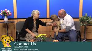 Pack leaders rescue of ct, inc. Sheltertails Ep401 Pack Leaders Rescue Youtube