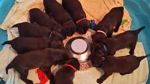 Labradors may be black, grey or yellow in colour. Bend Oregon Labrador Retrievers Facebook