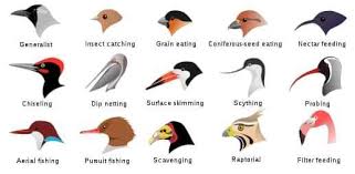 Examples Of Bird Beaks And Their Various Ecological Niche By Visipedia Urstoryz Bird Beaks Beak Ecological Niche