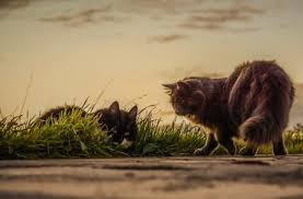 Hierzu im folgenden alles wissenswerte! Katze Rollig Tipps Tricks Zum Umgang Mit Rolligen Hauskatzen