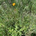 Image result for Crassocephalum vitellinum