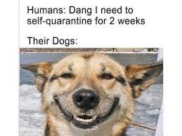 18 Quarantine Pet Memes We Can T Get Enough Of Jetsetter